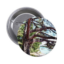 Beach Pine