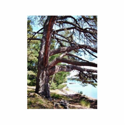 Beach Pine Photo Cut Outs by lifesphere