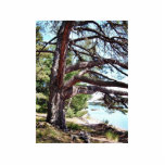 Beach Pine Photo Cut Outs