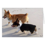 Beach Puppies Cards