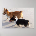 Beach Puppies Poster