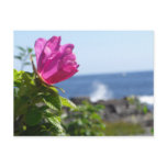 Beach Rose Postcards