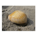 Beach Shell Up Close Postcard