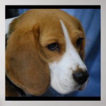 beagle-31.jpg poster
