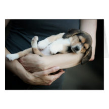 Beagle Babe Sleeping In Arms Greeting Cards