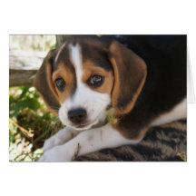 Beagle Baby Dog Cards