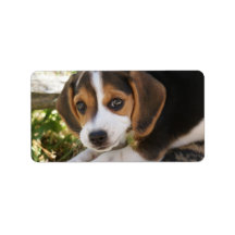 Beagle Baby Dog Labels