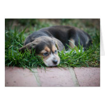 Beagle Baby on Grass Greeting Cards