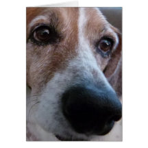 Beagle Big Nose Greeting Cards