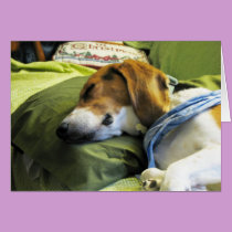 Beagle Christmas Card cards
