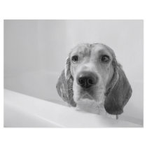 Beagle in the Bathtub Flyer