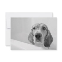 Beagle in the Bathtub Personalized Announcement