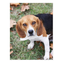 Beagle Lover's Pretty As A Pic Post Cards