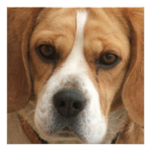 Beagle Picture Invitation