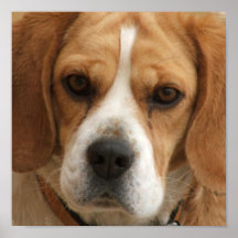 Beagle Picture Print
