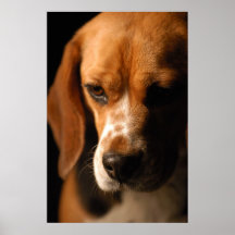 Beagle Portrait Poster