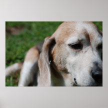 beagle portrait posters