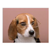 Beagle Post Card