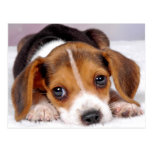 beagle post card