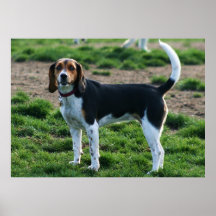 Beagle poster