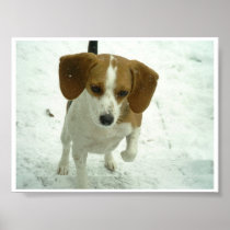 Beagle
