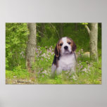 Beagle Poster In Forest