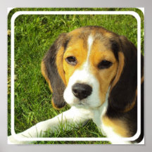 Beagle Poster Print
