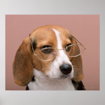 Beagle Posters