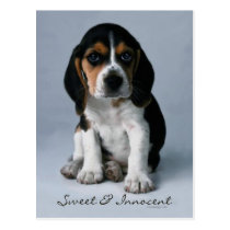 Beagle Puppy Dog Photo postcards