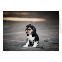 Beagle Puppy In The Shade Cards