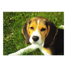 Beagle Puppy Invitation