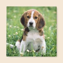 Beagle Puppy magnets