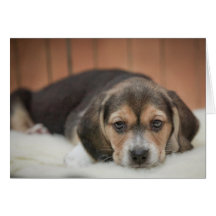 Beagle Puppy Nighty Night Cards