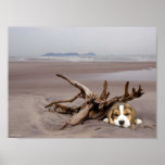 Beagle Puppy On The Beach Poster posters