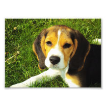 Beagle Puppy Photo