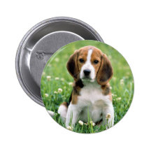 Beagle Puppy Pinback Buttons