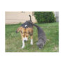 Beagle & Russian Blue - Best Friends Postcard