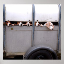 Beagles Print