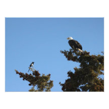 BEAMS Bald Eagle and Magpie Staredown Photographic Print