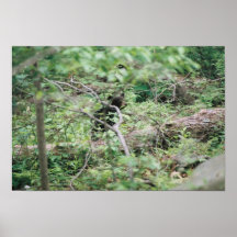 Bear Cub Poster