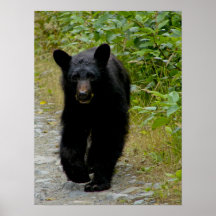 Bear Cub Poster