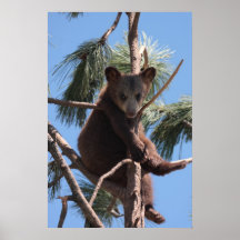 Bear cub poster
