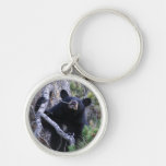 bear key chains
