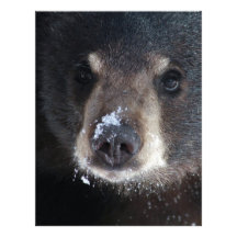 Bear Kisses Anyone? Letterhead Template