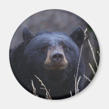 bear magnet