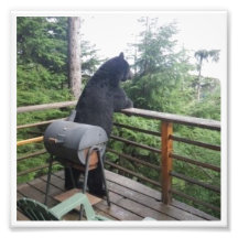 Bear on vacation photograph