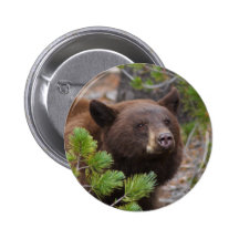 bear pin