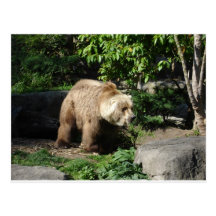 bear postcard