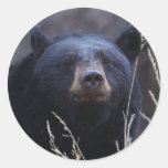 bear round sticker