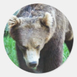 Bear Round Stickers